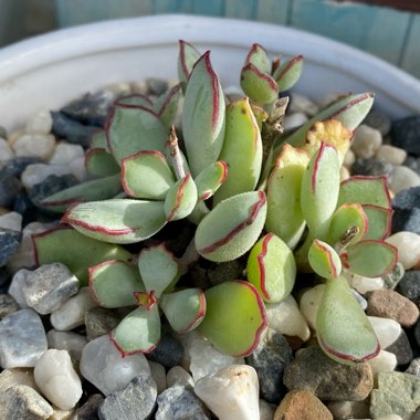 Cotyledon Papillaris