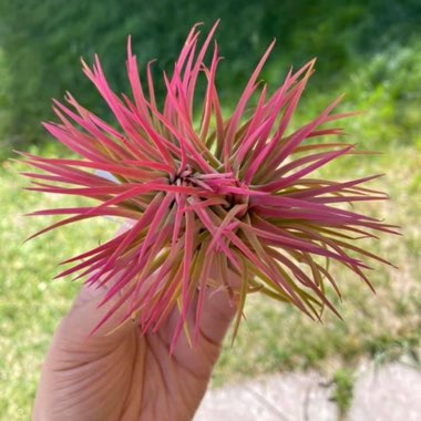 Tillandsia ionantha var. ionantha