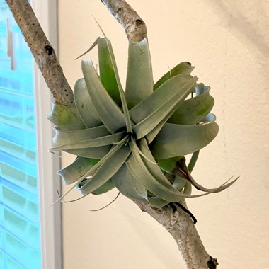 Tillandsia xerographica