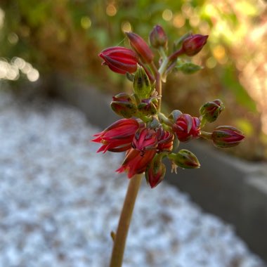 Echeveria Affinis sp.