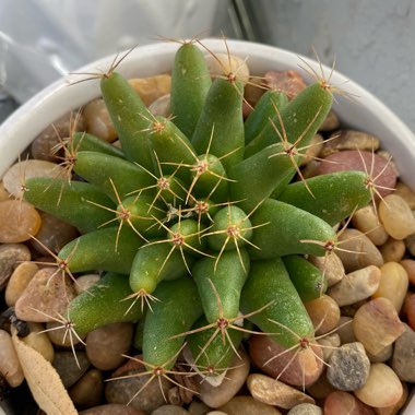 Mammillaria longimamma