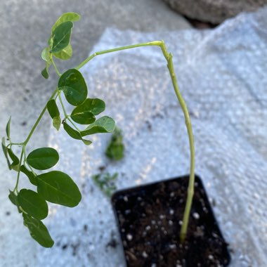 Moringa oleifera