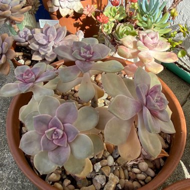 Graptopetalum Purple Delight syn. Graptopetalum Snow White