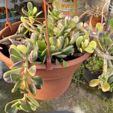 Senecio Jacobsenii Variegata