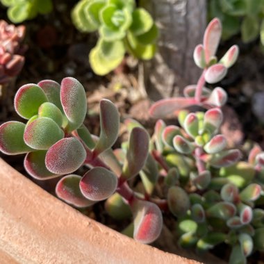 Crassula rogersii