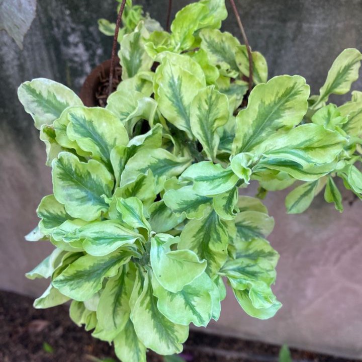 Plant image Euphorbia tithymaloides Padifolia Variegata 