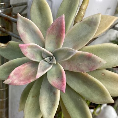 Graptopetalum Purple Haze