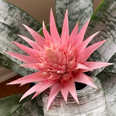 Aechmea fasciata