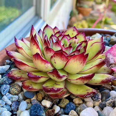 Echeveria Pulidonis