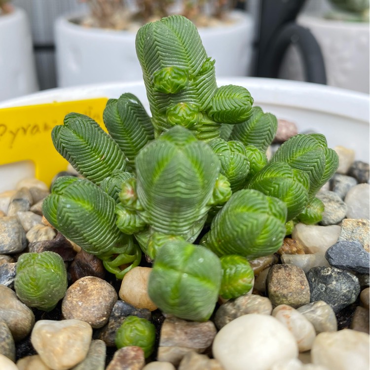 Plant image Crassula quadrangularis syn. Crassula pyramidalis