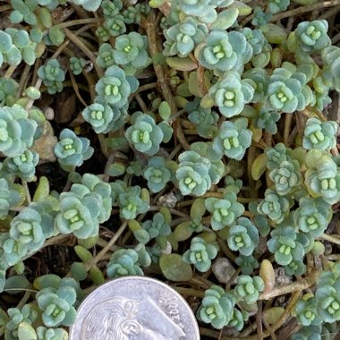 Sedum Dasyphyllum