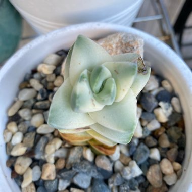 Crassula Moonglow Variegata