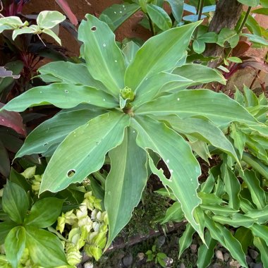 Chamaecostus cuspidatus syn. costus cuspidatus