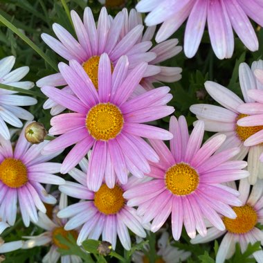 Argyranthemum 'Argymip' (Molimba Series) syn. Argyranthemum 'Molimba Pink'