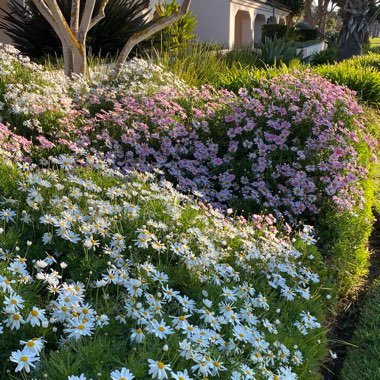 Argyranthemum 'Argymip' (Molimba Series) syn. Argyranthemum 'Molimba Pink'