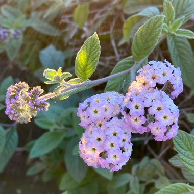 Heliotropium arborescens