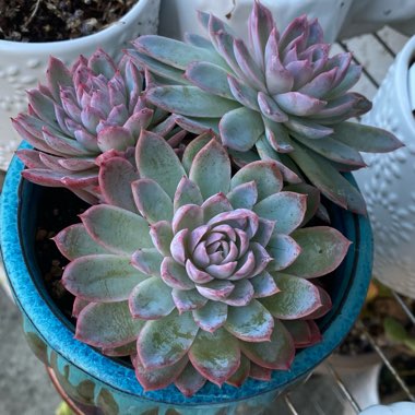 Echeveria Violet Queen