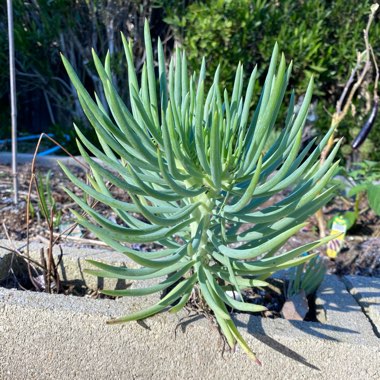 Senecio Vitalis Cristata