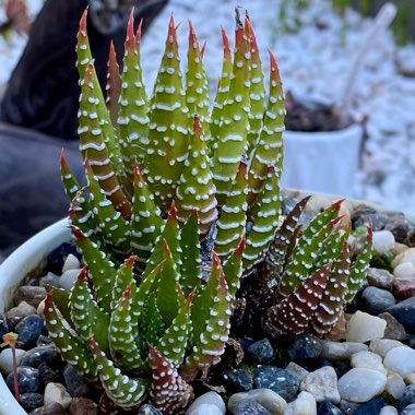 Haworthia wooleyi x limifolia