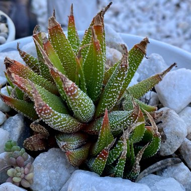 Haworthia