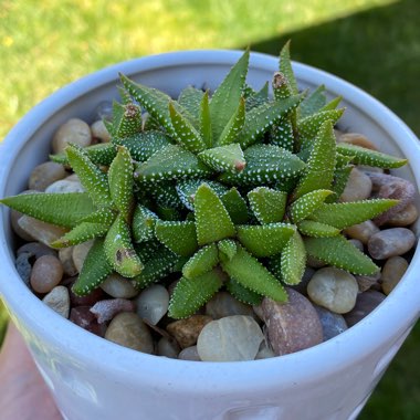 Haworthia pumila 'Little Donut'