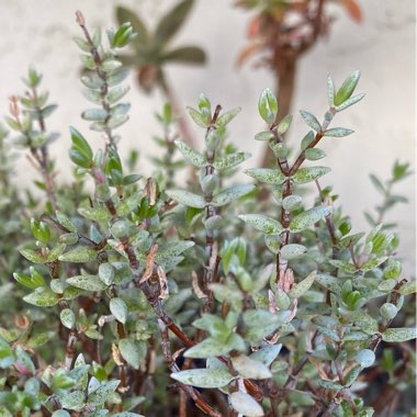 Crassula Pruinosa