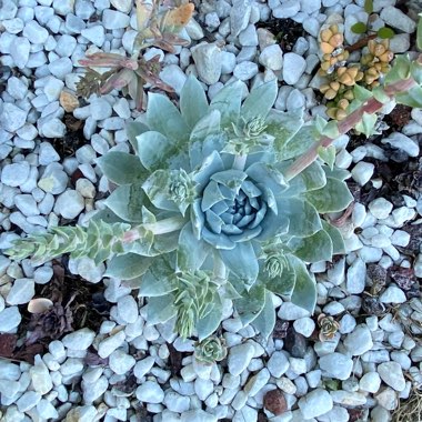 Dudleya brittonii