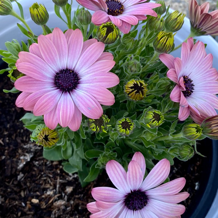 Plant image Osteospermum Serenity 'Pink Magic'