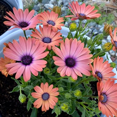 Osteospermum