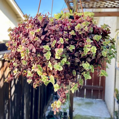 Crassula Pellucida subsp. Marginalis Variegata