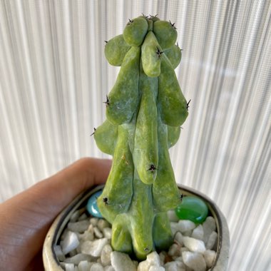 Myrtillocactus geometrizans 'Fukurokuryuzinboku'