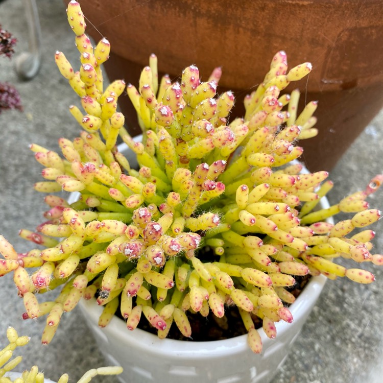 Plant image Rhipsalis cereuscula Haw syn.  Erythrorhipsalis cereuscula (Haw.)  ;  Volgin  ;  Hariota cereuscula Kuntze