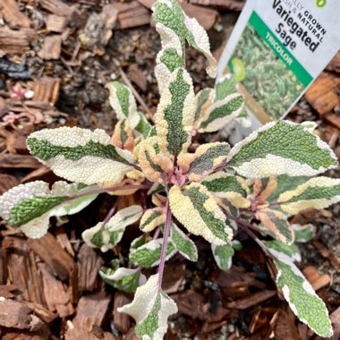 Salvia officinalis 'Tricolor'