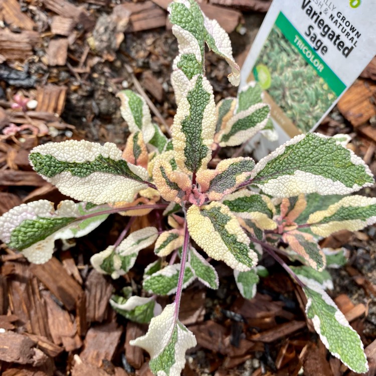 Plant image Salvia officinalis 'Tricolor'