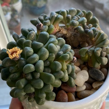 Aloinopsis schooneesii