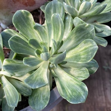 Aeonium Suncup