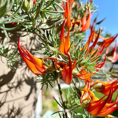 Lotus Vine Amazon Sunset