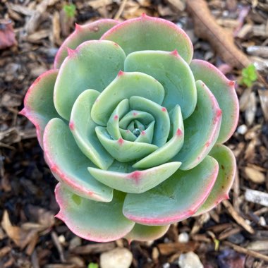 Echeveria Imbricata