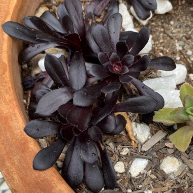 Aeonium Schwarzkopf