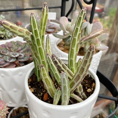 Senecio stapeliiformis