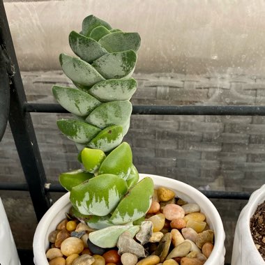 Crassula Ivory Tower