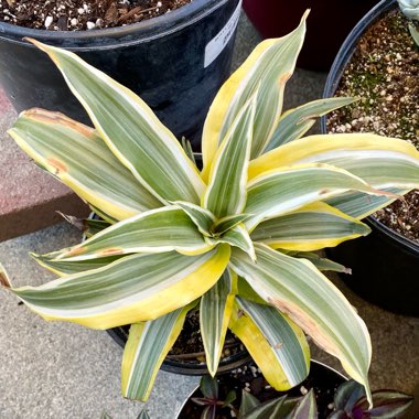 Dracaena reflexa syn. pleomele reflexa