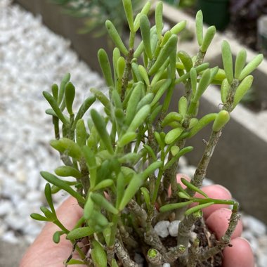 Cotyledon sinus alexandri