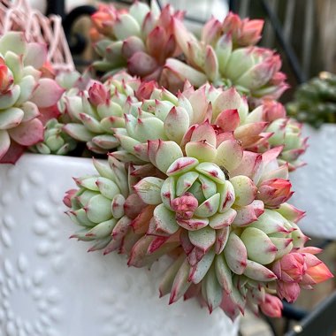 Echeveria Derenbergii