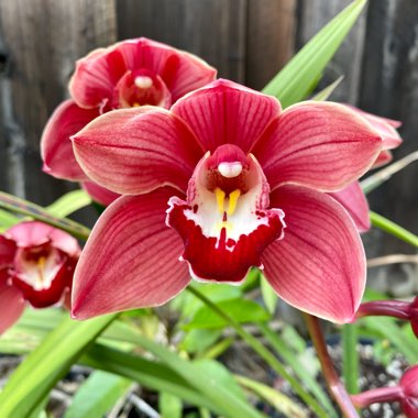 Cymbidium