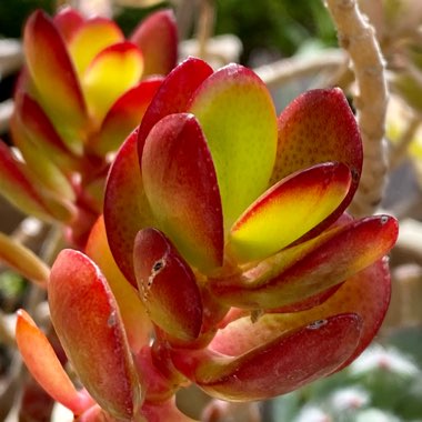 Crassula Ovata