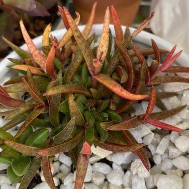 Crassula exilis subsp. schmidtii