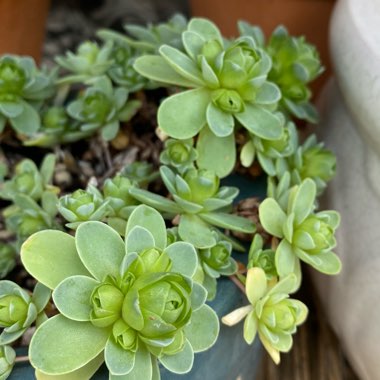 Aeonium Aureum