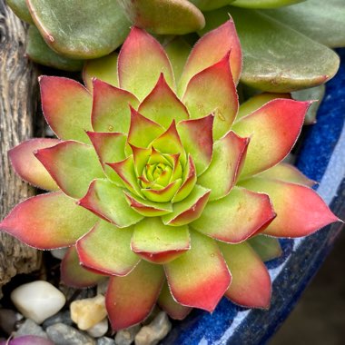 Sempervivum Gold Nugget