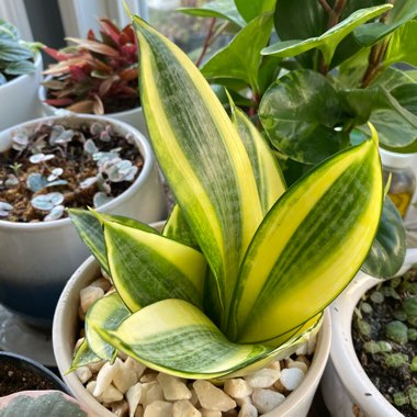 Sansevieria trifasciata 'Golden Hahnii'